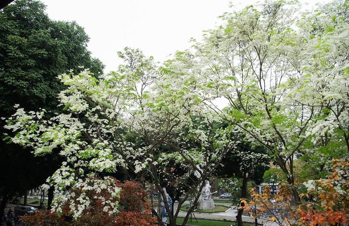 Những cánh hoa sưa mỏng manh cùng nhau đua nở trắng góc vườn hoa Hàng Đậu. (Ảnh: THÀNH ĐẠT)