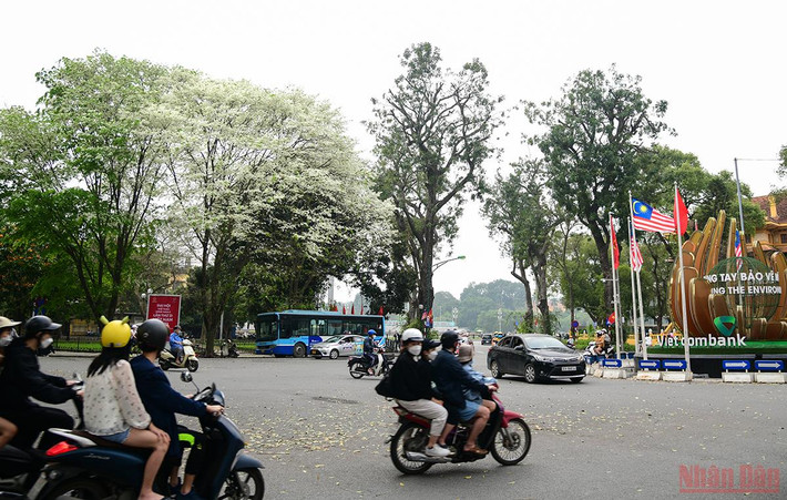 Giữa chốn Thủ đô ồn ào, đông đúc, ngắm sắc trắng thuần khiết đủ khiến ta xao xuyến, bồi hồi và đắm say không thể quên. (Ảnh: THÀNH ĐẠT)