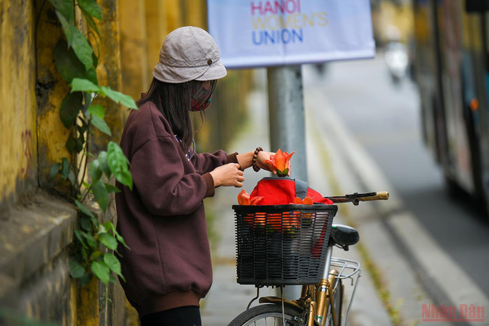 Ở nội thành Hà Nội, cây gạo không được trồng phổ biến, thế nhưng mùa hoa gạo vẫn là một món quà mà tháng 3 đặc biệt thân thương dành tặng những người con Thủ đô. (Ảnh: THÀNH ĐẠT)