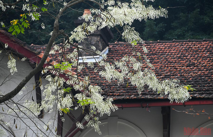Hoa sưa trắng muốt tại 1 góc phố cổ Hà Nội. (Ảnh: THÀNH ĐẠT)