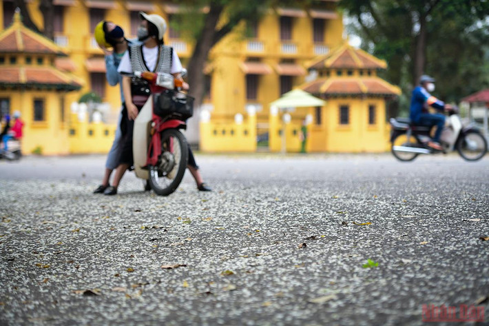 Những cánh hoa sưa rụng trắng bên hè phố Chu Văn An đem lại sự thơ mộng níu chân du khách. (Ảnh: THÀNH ĐẠT)