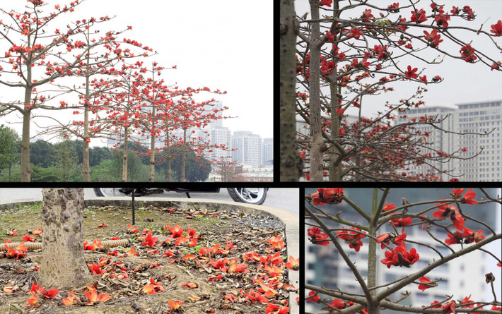 Nhìn hoa gạo nở đỏ rực, ký thức tuổi thơ lại ùa về trong tâm trí nhiều người.