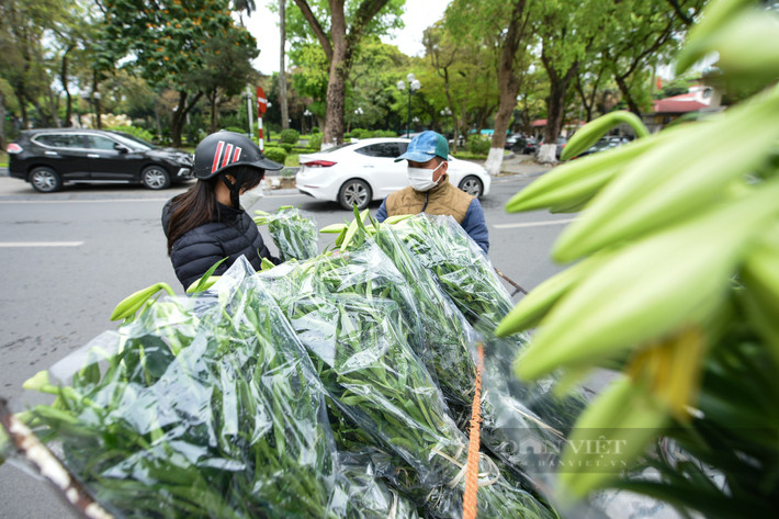 Theo các tiểu thương bán hoa tại đường Thụy Khuê (Tây Hồ) cho biết, hoa loa kèn thường có giá đầu mùa khá cao, sau đó mới giảm dần khi vào chính vụ và cuối vụ. Tuy nhiên, ngay từ đầu vụ năm nay, giá hoa loa kèn đã ở mức phải chăng và rẻ hơn so với nhiều năm trước. Hiện tại hoa có giá 40.000 một bó gồm 10 bông.