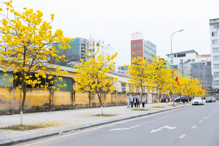 Hoa có mùi thơm đặc trưng nên thường được lựa chọn trồng làm cây cảnh trong nhà, khu dân cư hay công viên. Ngoài vẻ đẹp rực rỡ, hình dáng bắt mắt, hoa phong linh còn giúp tạo bóng mát và cải thiện không khí góp phần tạo nên một thành phố vùng biên sáng - xanh - sạch - đẹp.