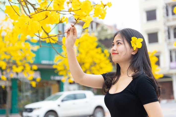 Còn gì bình yên hơn khi được cùng nhau đi dạo dưới hàng hoa phong linh đang bung sắc vàng rực rỡ cuối xuân này.