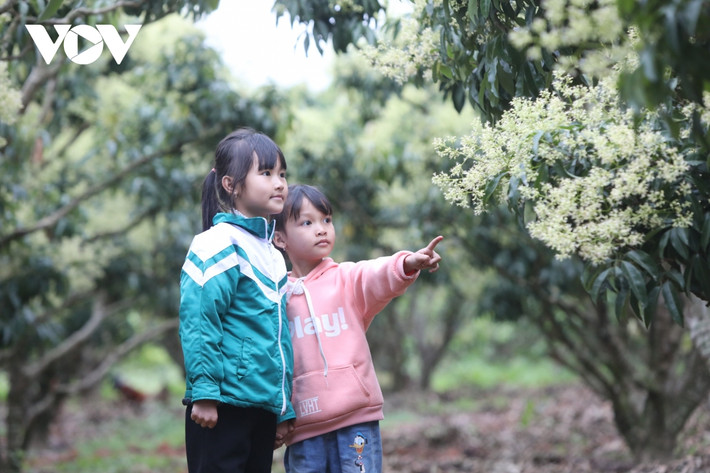 Các em bé người dân tộc Nùng ở xã Biên Sơn, huyện Lục Ngạn, chơi đùa trong vườn vải của gia đình.