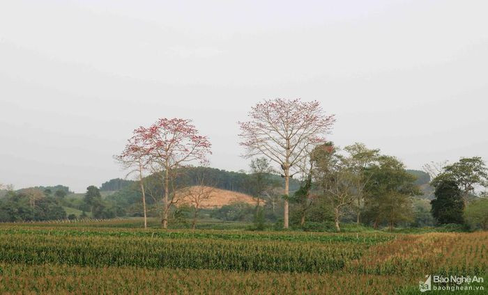 Hoa gạo hay còn gọi là hoa Mộc Miên, hoa Pơ Lang... thường nở rộ vào dịp cuối Xuân đầu Hè. Những ngày này, dọc theo đôi bờ sông Lam, hoa gạo đã bắt đầu nở đỏ rực trang điểm cho bãi sông quê những gam màu tươi mới. Trong ảnh: Hoa gạo trên bãi sông ở huyện Anh Sơn. Ảnh: Huy Thư