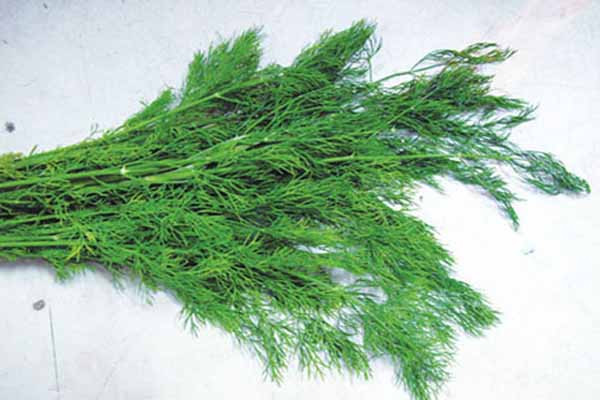 Thì là. Anethole - một thành phần chính của cây thì là chống lại và hạn chế các hoạt động dính và xâm lấn của các tế bào ung thư. Nó ngăn chặn các hoạt động quy định enzyme đằng sau nhân tế bào ung thư. Ngoài ra, Monoterpenes là một hoạt chất bảo vệ có trong thìa là tiết ra các enzyme có tính chống oxy hóa. Các hoạt chất này làm trung hòa các chất sinh ung thư, đặc biệt là gốc tự do, do đó, làm giảm nguy cơ bị ung thư.
