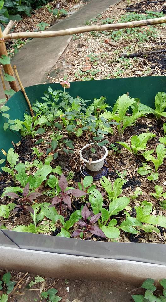 Mùa hè chị trồng nhiều loại rau cải khác nhau như cải mào gà, cải xoăn kale, cải bẹ, cải bó xôi,...Chị Dung tâm sự, thịt bò cuốn lá cải là món ăn mà cả nhà chị đều mê.