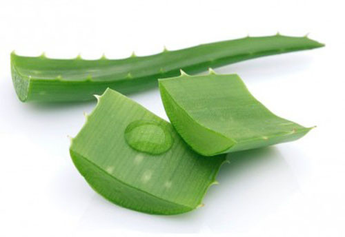 Lô hội. Lô hội là một trong những bài thuốc chữa bệnh kỳ diệu của thiên nhiên. Chỉ cần cắt một miếng lá và lấy lớp nhựa trong nó đắp lên mụt lẹo khoảng 20 phút đến khi nhựa khô. Thực hiện 3 lần mỗi ngày, khoảng 4-5 ngày mụt sẽ khỏi.