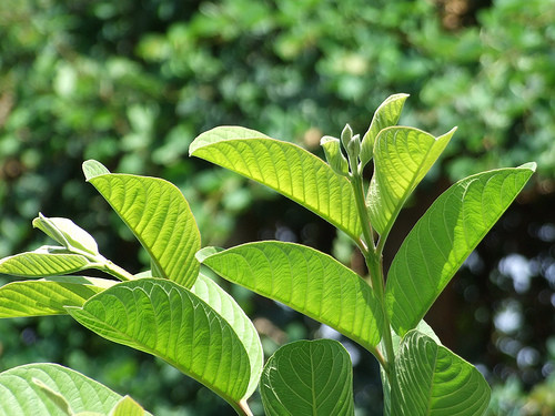 Lá ổi. Ngâm lá ổi trong nước ấm để nó mềm, sau đó đắp lên mắt khoảng 10 phút. Thực hiện 1 hoặc 2 lần mỗi ngày.