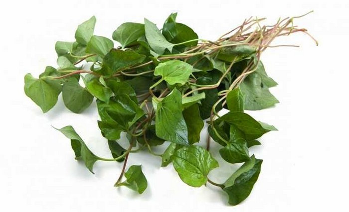 Rau diếp cá. Dùng 50g rau diếp, 45g địa long, 45g viễn chí, 15g nhân sâm. Cho tất cả các vị thuốc này vào nồi và sắc lấy nước uống. Thêm vào 100g đường trắng đun cho đến khi nước đặc lại như keo thì đổ ra đợi cho nguội xắt thành viên. Khi nào thèm thuốc lấy ra ngậm. Ảnh: Vtc.