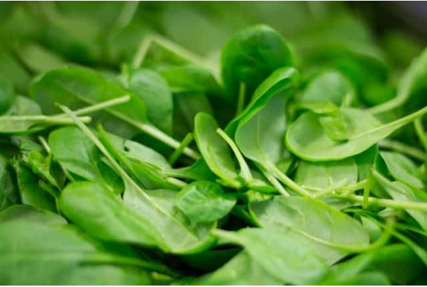Thực tế, rau bina rất giàu dinh dưỡng. Loại rau này chứa các thành phần như axit folic, vitamin A, B6, C, canxi, sắt và các chất chống oxy hóa... có lợi cho sức khỏe não bộ, xương khớp, thị giác. Tuy vậy, rau bina cũng chứa nhiều purin và oxalate. Người có tiền sử bệnh gút không nên sử dụng. (Ảnh: Pixabay)