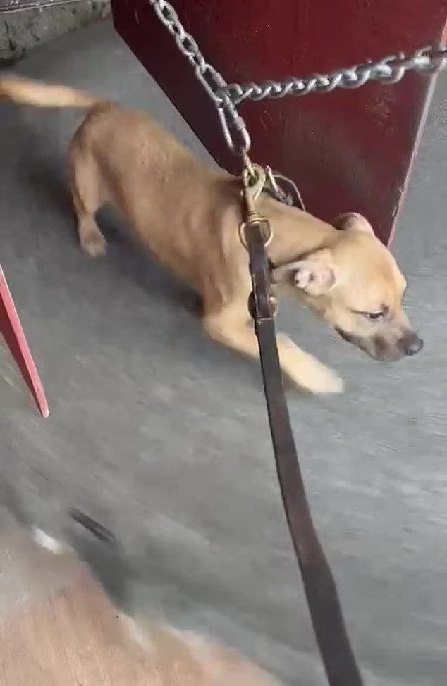 Billy Leadley, người cũng tham gia vào các trận đấu này, đã bị bắt cùng với 16 con chó sống trong điều kiện bẩn thỉu và tồi tàn. Leadley khai rằng đài chọi chó chỉ để cho những con vật "giao phối hoặc chơi đùa", nhưng các bác sĩ thú y khẳng định các vết thương trên chó là do những trận đấu kéo dài. Băng đảng này đã bị phơi bày trước công lý, nhưng sự tàn bạo của chúng vẫn để lại những ám ảnh kinh hoàng trong cộng đồng nước Anh, vốn được biết đến là quốc gia yêu thương và bảo vệ động vật. Ảnh: thedailymail.co.uk