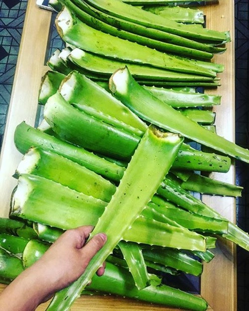 Công dụng làm đẹp da với nha đam có lẽ ai cũng rõ. Vì vậy, bạn có thể ép lấy nước cốt nha đam, cho vào tủ lạnh đông để dùng dần. Massage da mặt bằng viên đá nha đam này, da bạn không những không có mụn mà còn trắng mịn và hồng hào hơn. (Nguồn Blogtamsu)