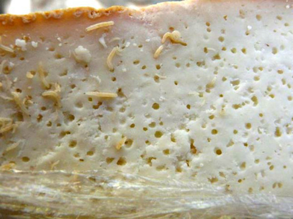 Với đặc trưng “dọa người” như vậy, năm 2009, Kỷ lục Guinness ghi nhận Casu Marzu là loại pho mát nguy hiểm nhất thế giới.