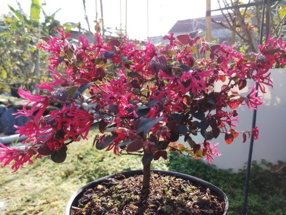 Cây hồng phụng có tên khoa học là Loropetalum chinense. Loài Loropetalum chinense có 2 loại: 1 loại hoa màu hồng, và 1 loại hoa màu trắng. Loại hoa màu hồng có tên gọi là hồng phụng. Ảnh: vuonhongvanloan.