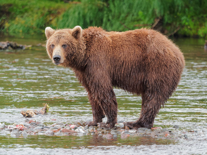 Gấu nâu Viễn Đông có tên khoa học là Ursus arctos beringianus. Đây là loài gấu có kích thước rất lớn, lớn nhất ở Liên lục địa Á Âu. Ảnh: wikimedia.