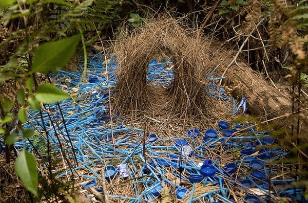 Chim bowerbird ăn trái cây, đôi khi chúng cũng ăn côn trùng. Ảnh tinmoi.