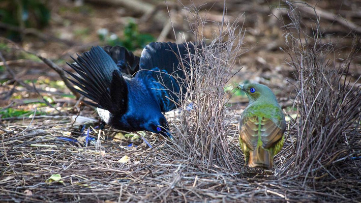 Những chú chim bowerbird đực phải mất 9 - 10 tháng để xây dựng và trang hoàng tổ ấm. Ảnh blogspot.