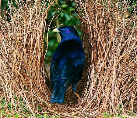 Chiếc tổ bắt mắt này được những chú chim bowerbird đực sử dụng làm mồi nhử dụ dỗ những chú chim cái tới để “góp mồi đẻ con chung” với chúng. Ảnh jcapt.