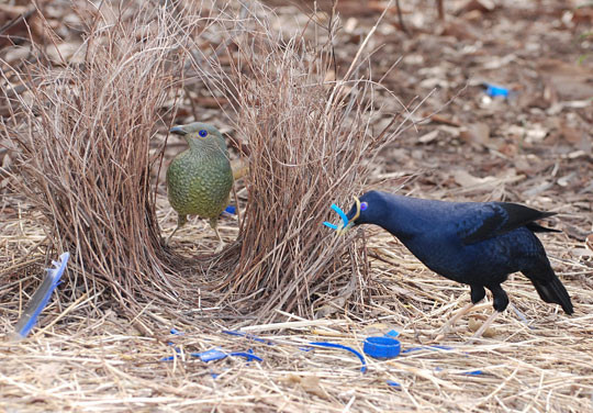 Những chú chim bowerbird đực có niềm đam mê đặc biệt với việc trang trí cho chiếc tổ của mình bằng hoa, lông, những viên đá, các mảnh nhựa hay viên thủy tinh nhiều màu sắc. Ảnh khoahoc.