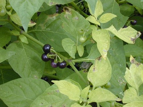 Cây lu lu đực nguồn gốc từ đại lục địa Á – Âu. Các bộ phận của cây này có thể độc hại đối với gia súc và người. Ảnh: trinhduocvien.