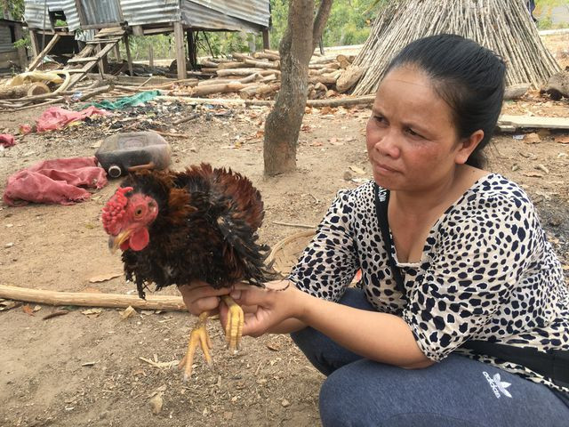 Sau khi nở, lớp lông tơ dần được thay thế bằng những chiếc lông cứng cáp nên cả thân con gà xù lên, mọc ngược lại. Ảnh: kinhtethitruong.