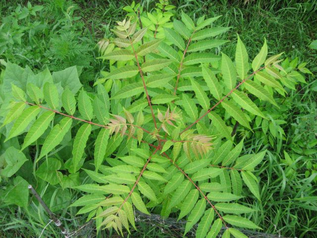 Cây xoan hôi có tên khoa học là Toona sinensis (A. Juss) Roem, cao từ 20m - 30m, tán hình ô, vỏ có mùi hăng như tỏi, lá kép lông chim, cụm hoa màu trắng, quả hình bầu dục hoặc gần hình trứng màu nâu bóng. Ảnh: nuoitrong123.