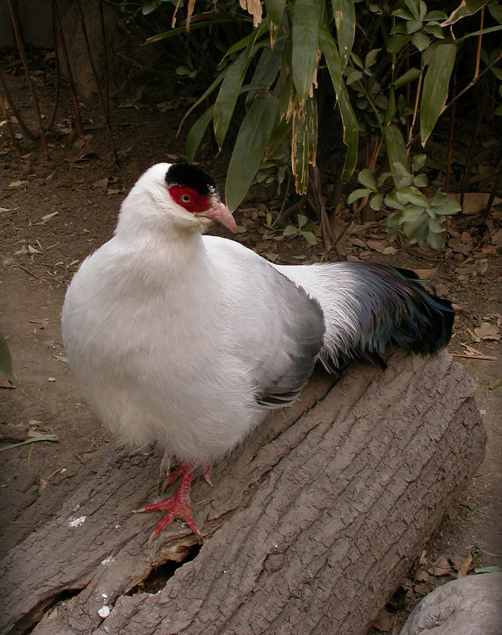 Chim trĩ trắng có phân bố hẹp nên hiện nay số lượng rất ít. Ảnh: wikimedia.