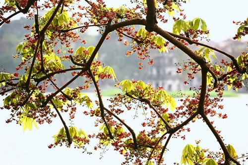 Cây hoa mõ còn có tên gọi khác là cây mủ trôm. Tên khoa học của nó là Sterculia foetida. Ảnh: blogcaycanh.