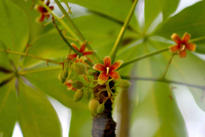 Trên thế giới, cây hoa mõ phân bố ở Ấn Độ, Úc, Pakistan, Panama, Thái Lan, Philippines, Indonesia, Senegal, Sudan. Ảnh: dichthuathanoi.
