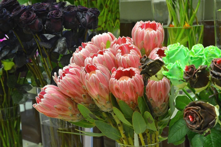 Hoa Protea sinh trưởng tại một vùng đất có thời tiết khắc nghiệt nên có sức sống mãnh liệt và khả năng hồi sinh đáng kinh ngạc. Ảnh: vietnammoi.