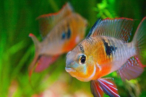 Cá phượng hoàng ngũ sắc có chiều dài cơ thể từ 5cm - 7cm. Ở Việt Nam, ngoài cá phượng hoàng ngũ sắc ra thì hiện nay đã có nhiều loại cá phượng hoàng lùn xanh lam, cá phượng hoàng lùn vàng… Ảnh: vuongquocloaivat.