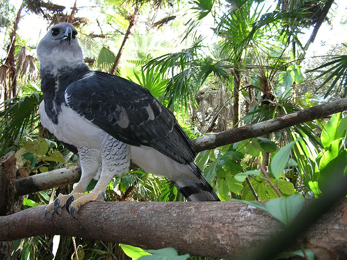 Được tìm thấy ở Châu Mỹ, đại bàng Harpy sở hữu sức mạnh cùng vẻ đẹp rất quyền uy. Ảnh: thegioidongvat.