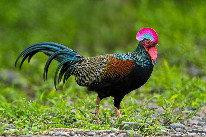 Gà rừng lông xanh chỉ phân bố ở một số đảo thuộc Indonesia như Java, Bali, Lombok, Komodo, Flores, Rinca. Ảnh: socialforestry.