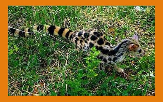 Loài cầy gấm có tên khoa học là Prionodon pardicolor. Ngoài ra nó còn có tên gọi khác là cầy sao hay cầy báo. Ảnh: kiemlamangiang.