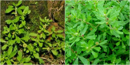 Cây cóc mẳn là một loài thực vật thuộc họ Cúc, mềm, mọc bò lan trên mặt đất ẩm, phân rất nhiều cành, ở ngọn có lông mịn trắng, toàn thân nhẵn bóng. Ảnh: namlimxanh.