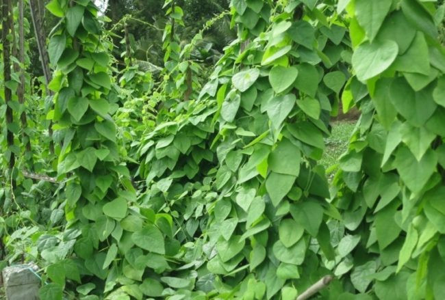 Cây sương sâm còn có tên gọi khác là dây sâm lông, lá mối. Tên khoa học của nó là Tiliacora acuminata (Lamk.) Miers. Ảnh: pgrvietnam.