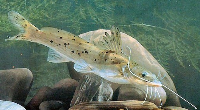 Cá lăng chấm có tên khoa học là Hemibagrus guttatus, thuộc họ Cá lăng, bộ Cá da trơn. Ảnh: tomvang.