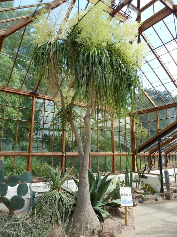 Lan bình rượu có tên khoa học là Beaucarnea recurvata. Thân cây mảnh, cao từ 1m - 2m, phình ra ở phần gốc thành một đế lớn hình bán cầu rộng giống bình rượu. Ảnh: chohoavietnam.