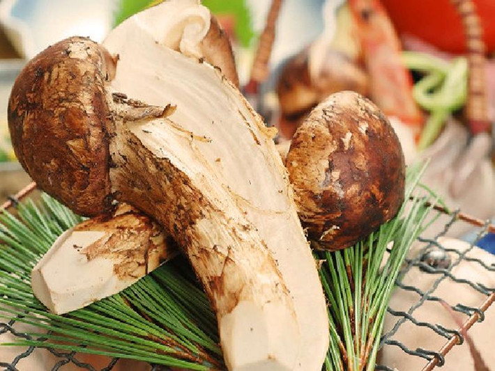Nấm tùng nhung chỉ mọc vào tháng 8 hàng năm. Mùi thơm của nấm tùng nhung tập trung nhiều nhất ở phần vỏ bên ngoài. Ảnh: nhahangmaison.