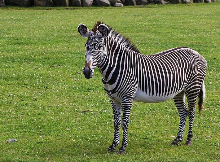 Ngựa vằn Grevy ăn cỏ, cây họ đậu và có thể nhịn tối đa là năm ngày không cần uống nước. Ảnh: wikimedia.