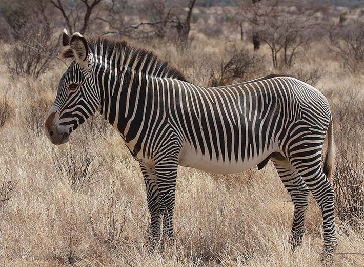 Ngựa vằn Grevy có tên khoa học là Equus grevyi. Đây là loài động vật có vú có kích thước, dài từ 2,5m - 2,7m, cao từ 1,45m - 1,6m, nặng từ 350kg - 450kg, lớn hơn cả cá loài săn chúng (sư tử). Ảnh: wikipedia.