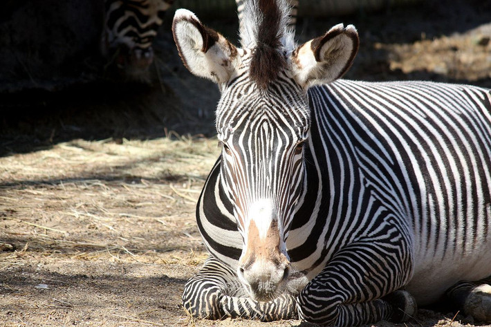 Ngựa vằn Grevy thường tỏ ra đơn độc và ít sống theo bầy đàn. Ảnh: wikimedia.