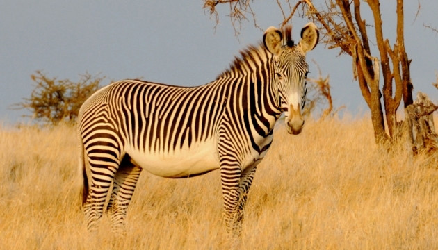 Không chỉ được đánh giá là loài ngựa đẹp nhất thế giới, ngựa vằn Grevy là loài ngựa chạy nhanh nhất với tốc độ 64km/h. Ảnh: nhandan.