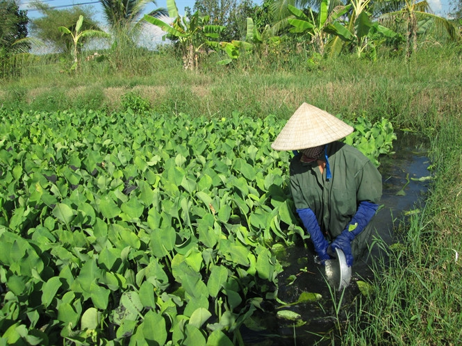 Cây cù nèo có tên khoa học là Limnocharis flava. Đây là một loài thực vật mọc nhiều ở Đông Nam Á. Ảnh: baoangiang.