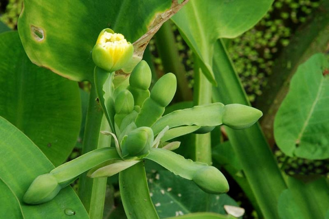 Cây cù nèo có hình dáng tương tự như cây lục bình. Gốc rễ của chúng bám vào bùn đất còn ngọn thì vươn lên mặt nước, lá thẳng và hướng lên. Ảnh: canthotv.