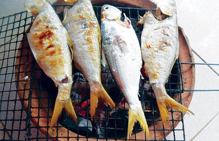 Loài cá này có đặc tính là bơi từ biển vào sông để đẻ trứng khi đến mùa sinh sản. Ảnh: songmoi.