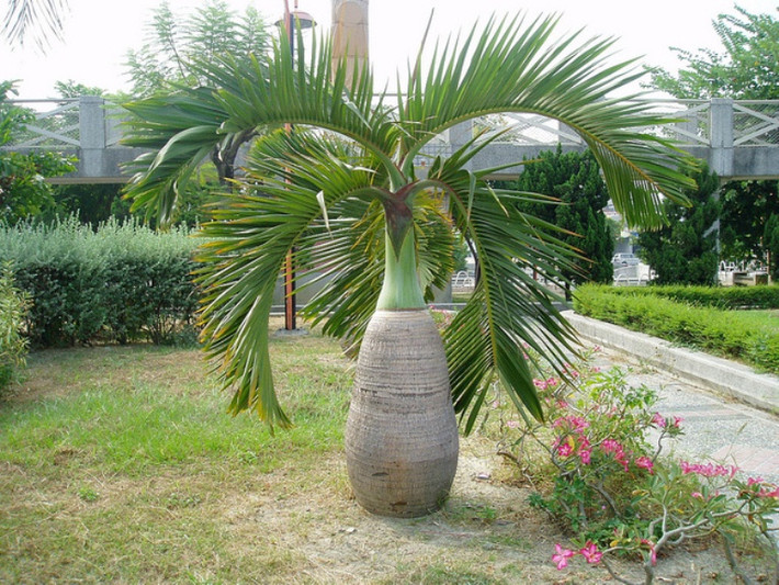 Cau sâm banh có tên khoa học là Hyophorbe lagenicaulis. Đây là loài cây thân gỗ thường xanh với hình thái vô cùng đặc trưng. Ảnh: nhadepthe.